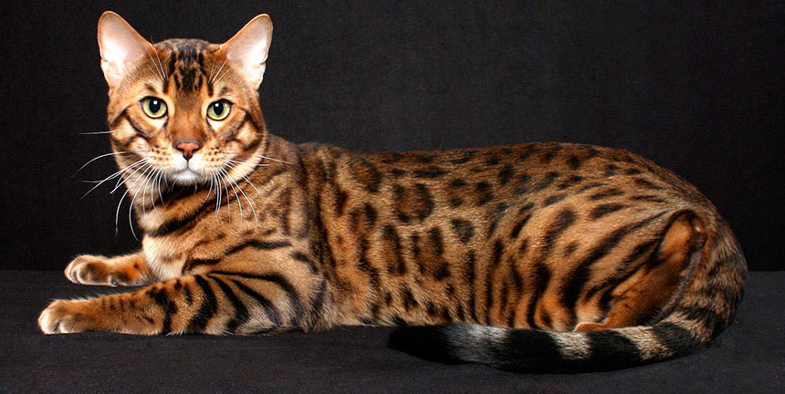 Bengal_cat_4