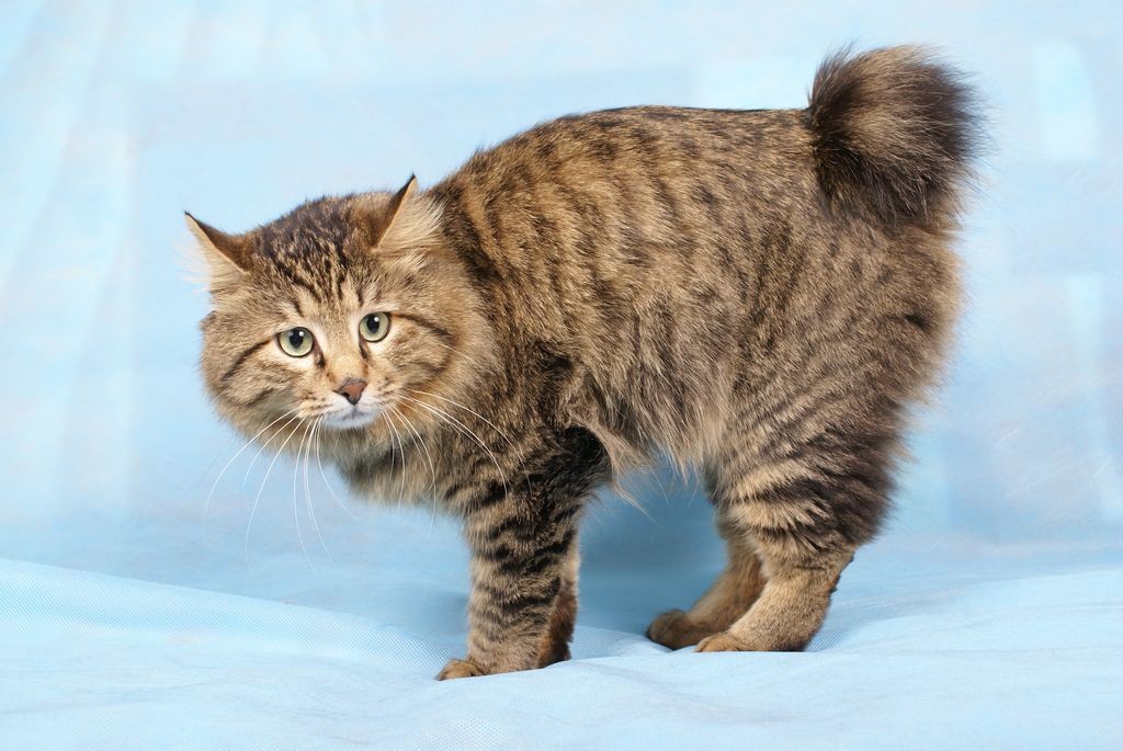 Топ-5 найдорожчих порід кішок, які вам не потрібні!