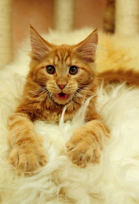 MaineCoon_Red_3