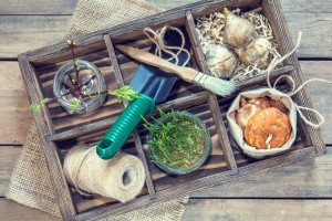 Как вырастить тюльпаны в домашних условиях