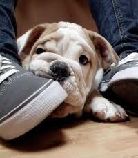 puppy_shoes