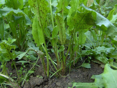 нитратный щавель