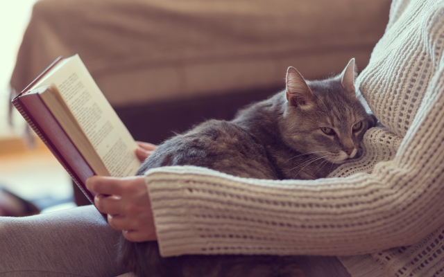 Як подружити котів, які раніше не жили разом 638001370
