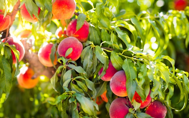 Як вибрати персики, абрикоси й нектарини Fresh ripe peach on tree in summer orchard