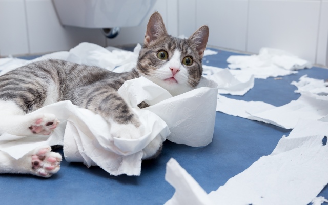 Як відучити кота шкодити у квартирі iStock-545989298