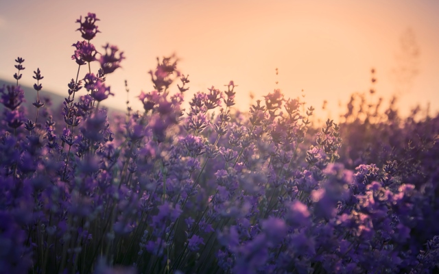 iStock-564596178rjgbz