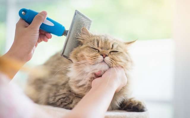 Як привчити кота розчісуватися: поради ветеринара iStock-599974692