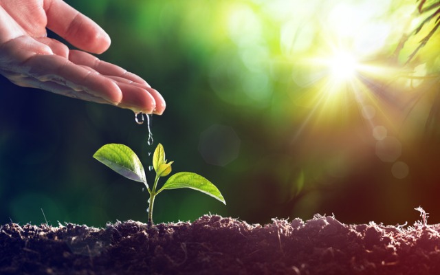 как вырастить клубнику