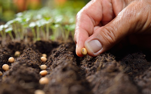 как вырастить клубнику