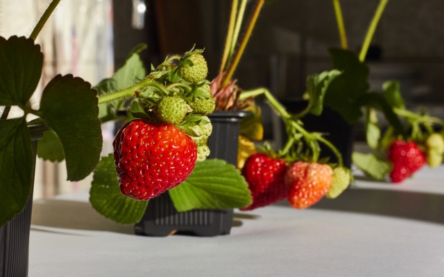 как вырастить клубнику