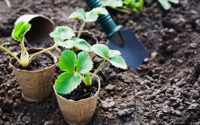 как вырастить клубнику