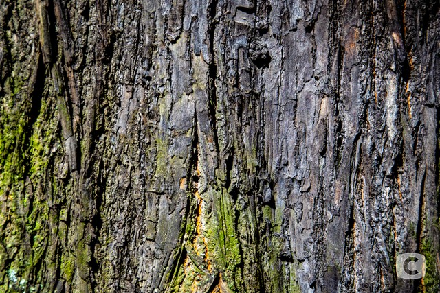 Стихії за китайським гороскопом: як вони впливають на характер дерево