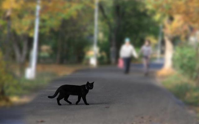 28-летний журналист проверил на себе все мистические приметы КОШКА