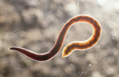 Три причини виникнення прищів 100335