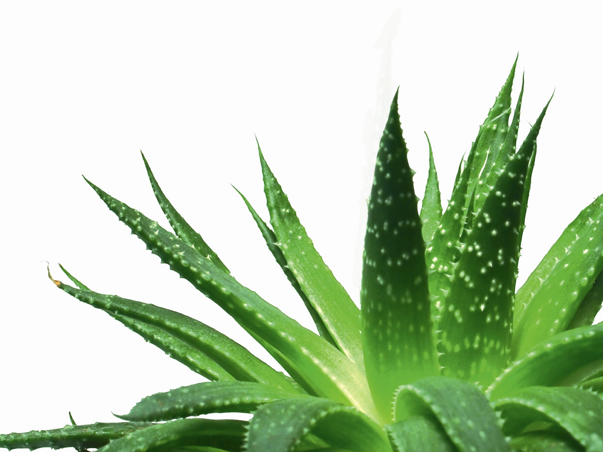 ТОП-5 трав народної медицини Aloe1