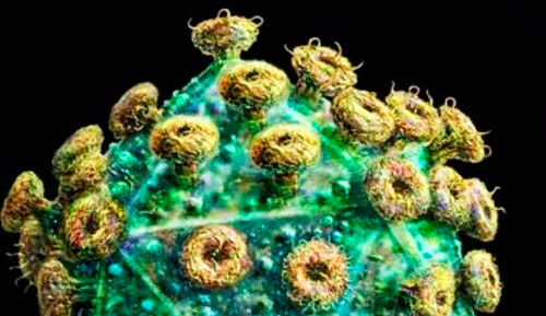 Як вилікувати папілому? virus-papillomyi-cheloveka-u-zhenshhin-foto