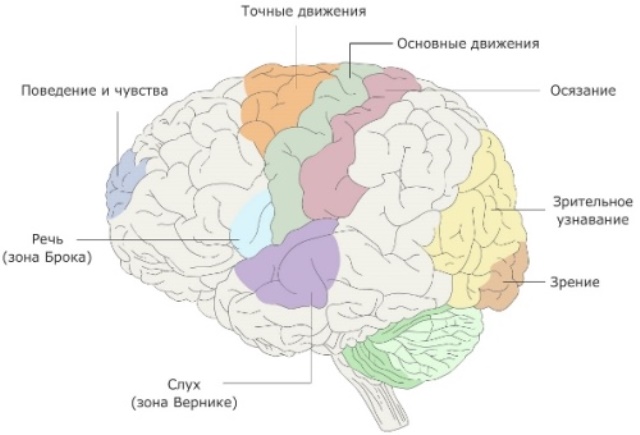 Чому не можна перевчати дитину-лівшу? кцук