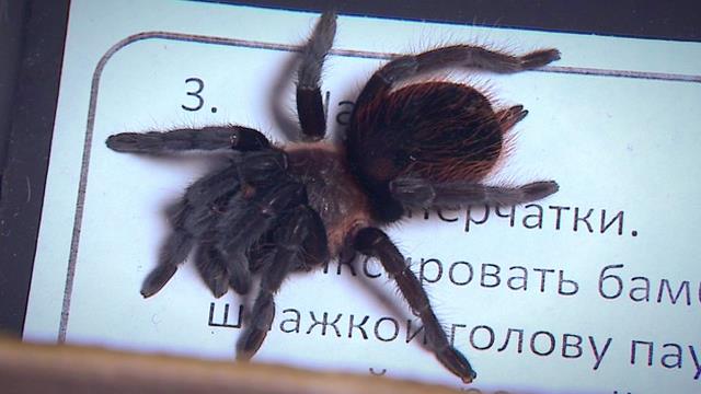 Кулинары приготовили чупа-чупсы из пауков и тараканов vlcsnap-2016-11-22-13h22m14s137