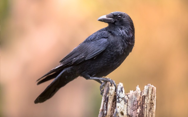 Прикмета: ворон стукає у вікно приметы